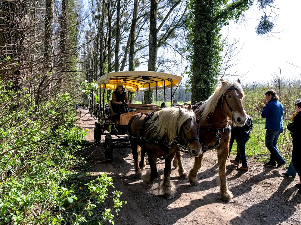 promenade calèche